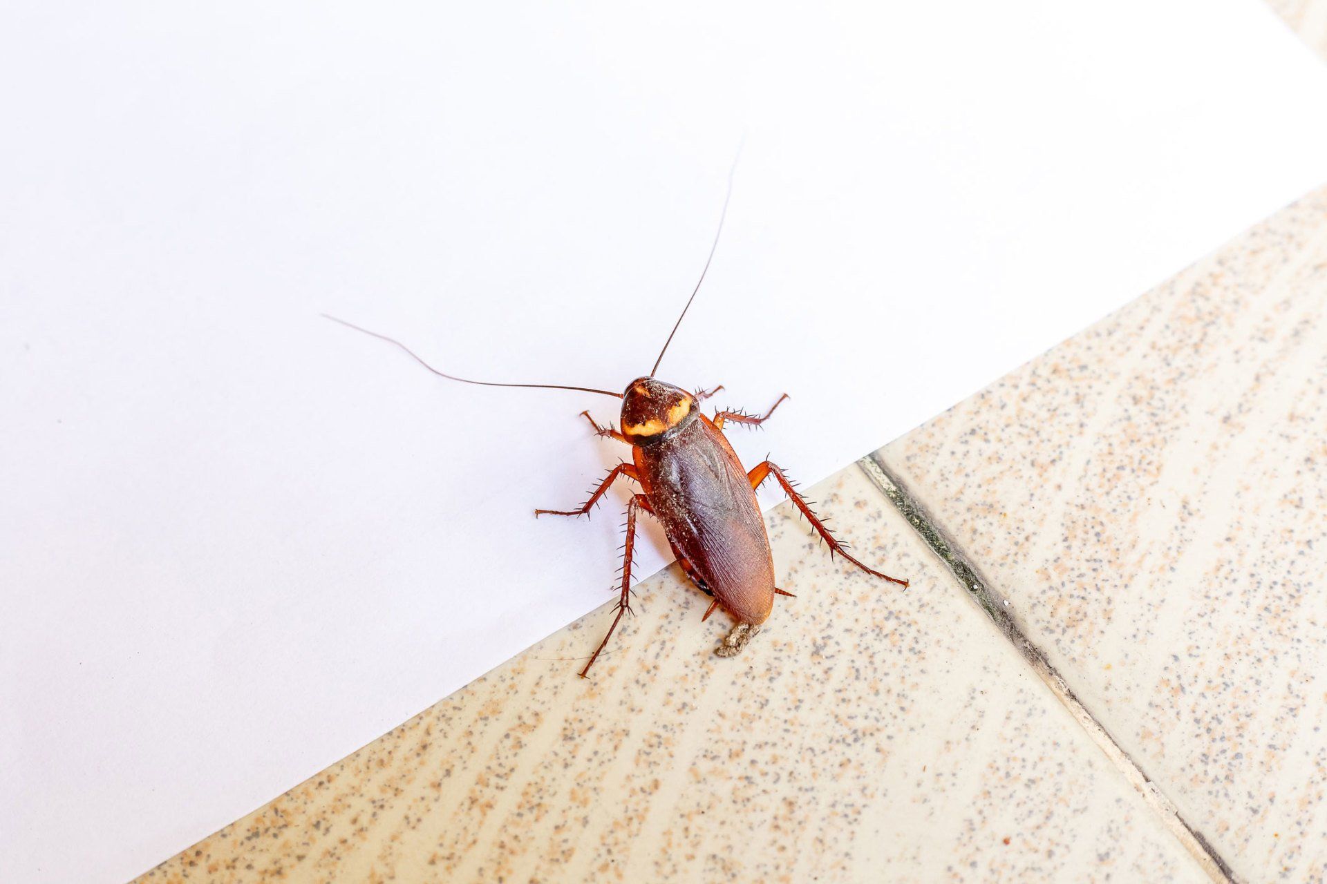Cockroach — Rogersville, TN — East Tennessee Pest Control