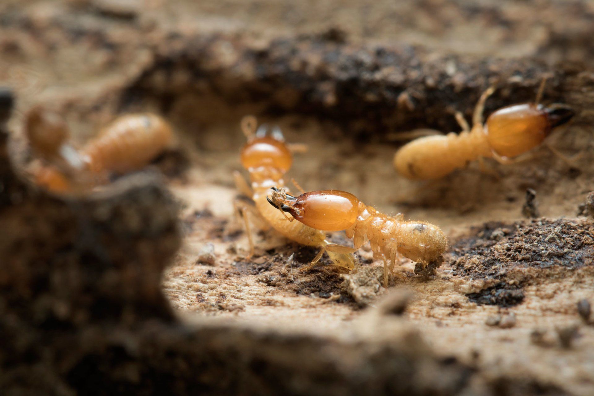 Termite and Termite Mound — Rogersville, TN — East Tennessee Pest Control