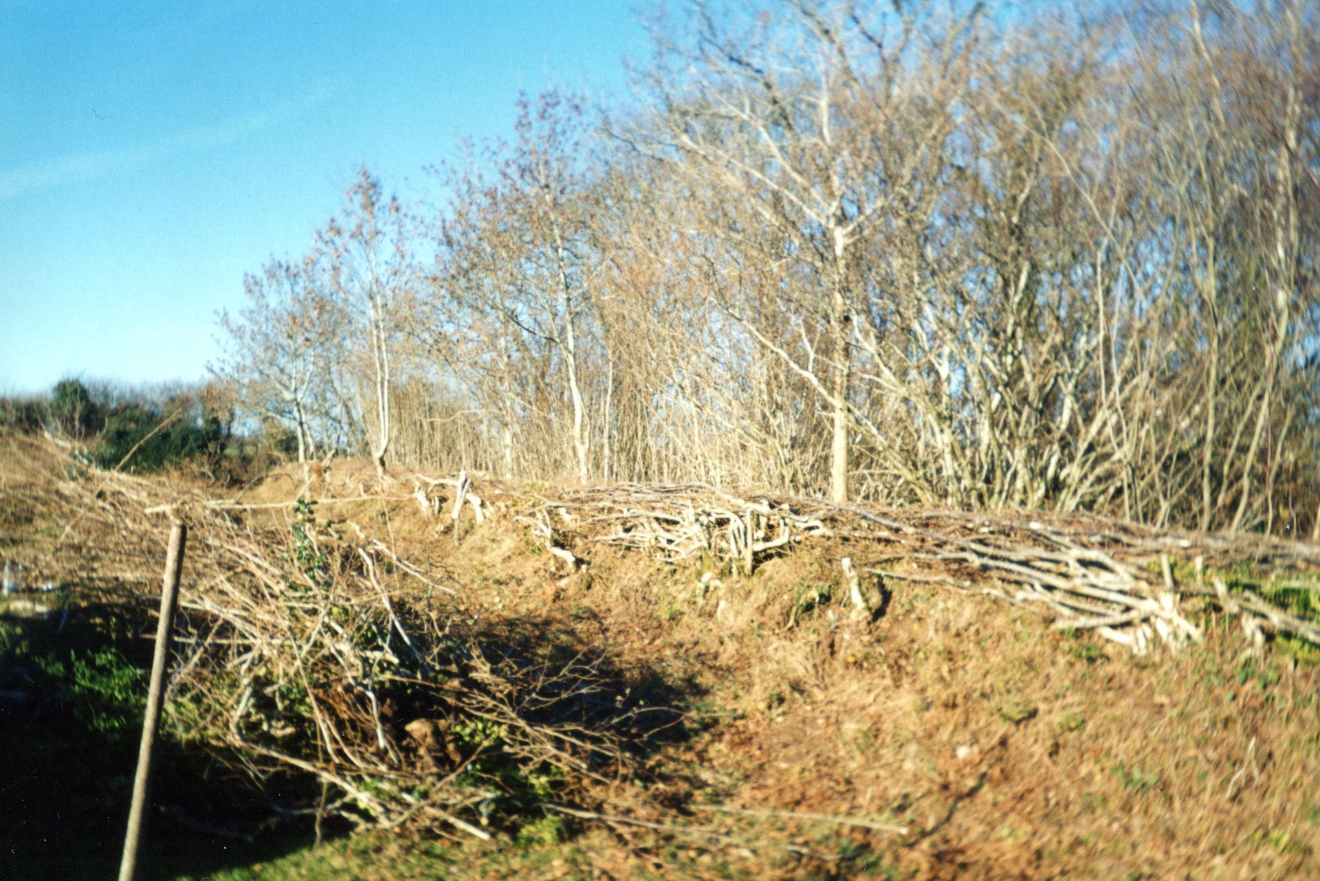 fallen trees