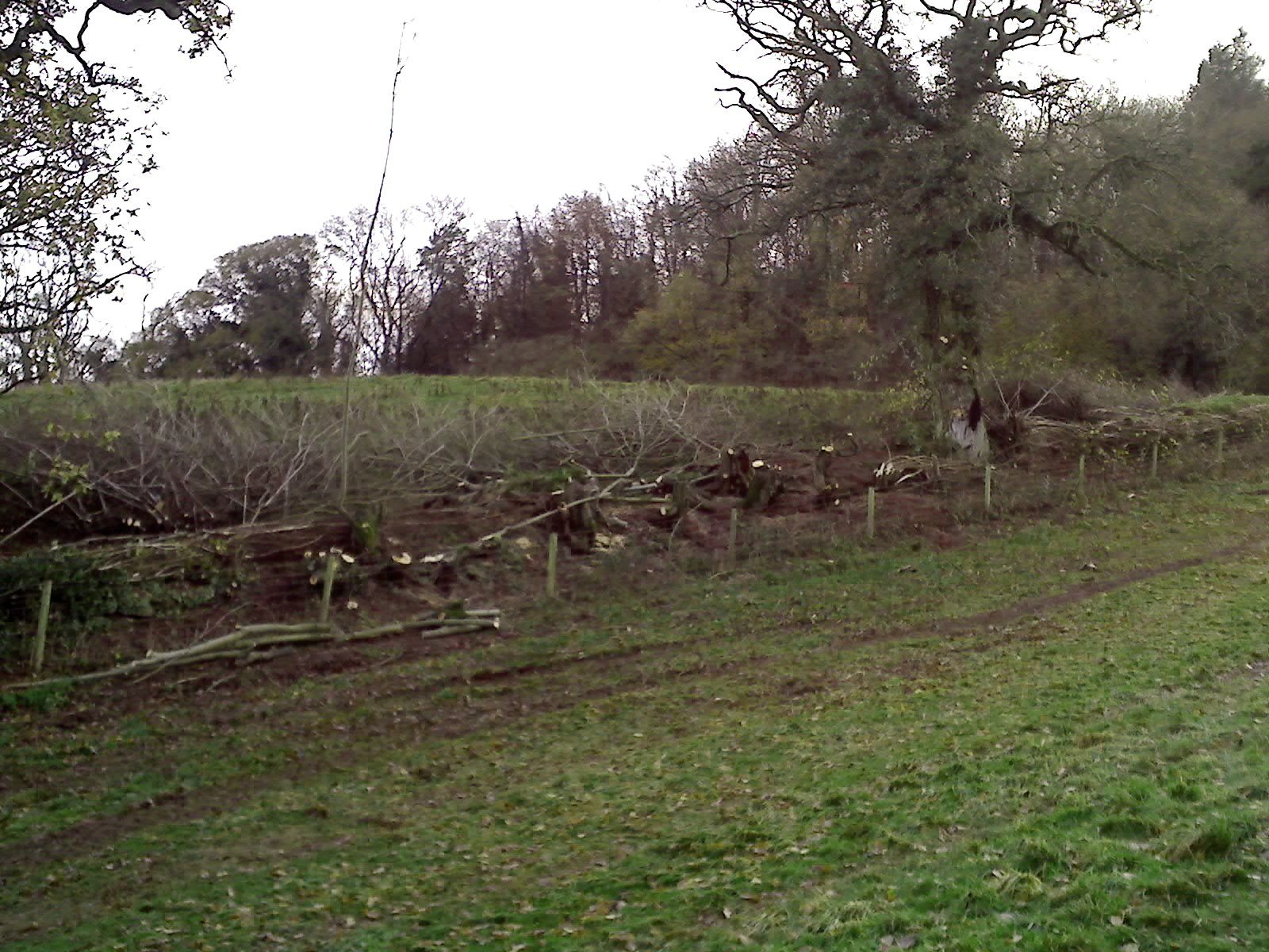 green farm
