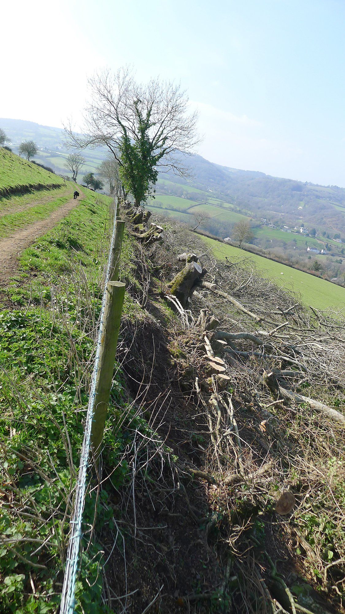 cut up trees