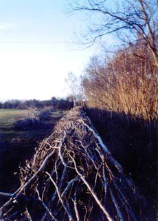 tree fencing
