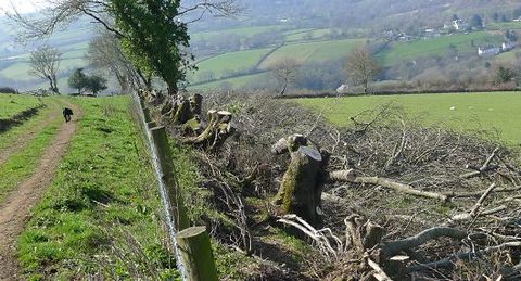 hedge restoration