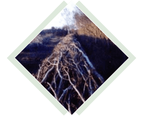 hedge laying