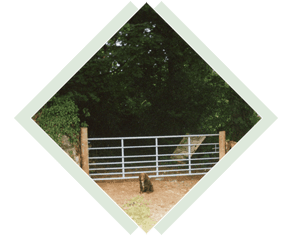 fencing