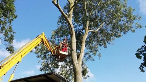 Arborist consultation