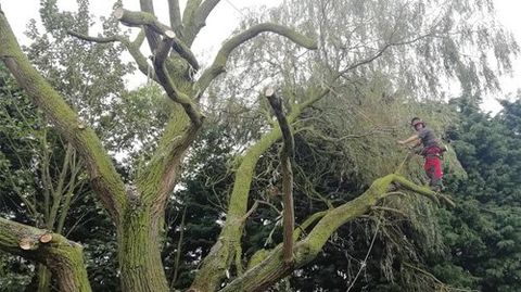 To keep your trees safe and healthy