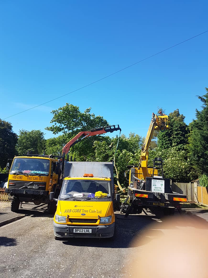 TREE CARE SERVICES
