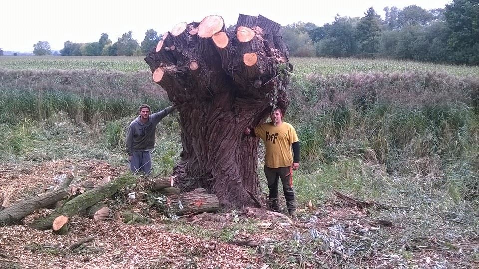 TREE CARE SERVICES