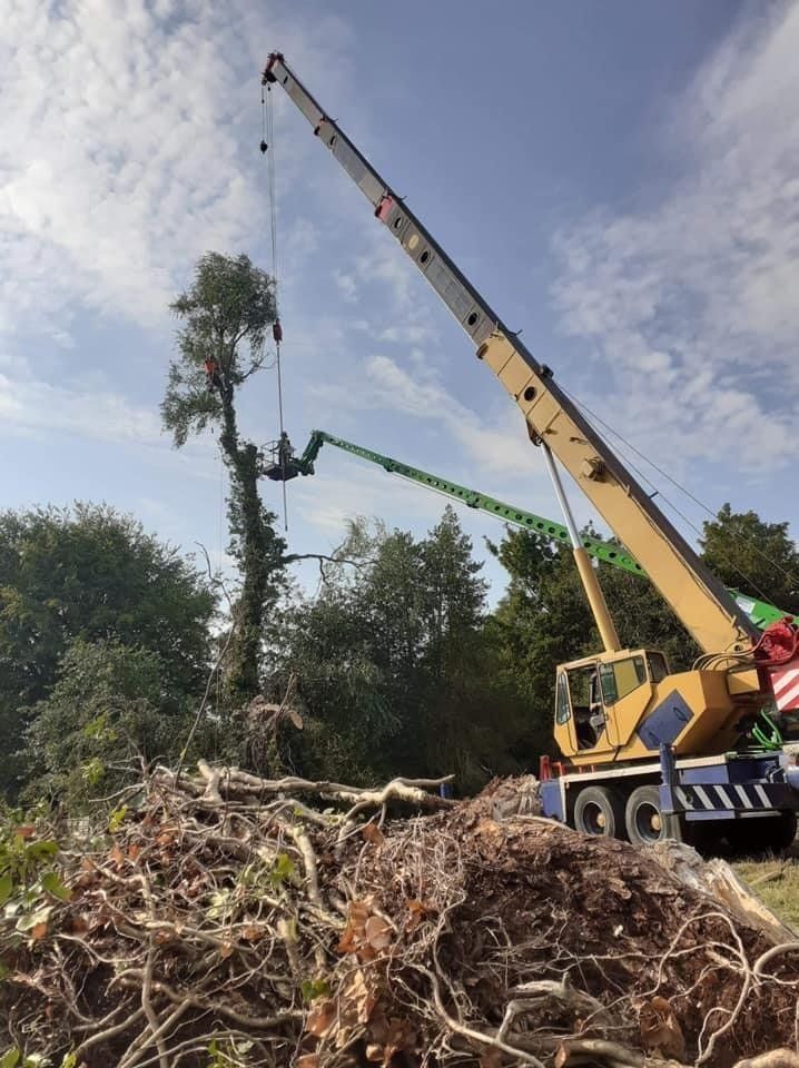 TREE CARE SERVICES
