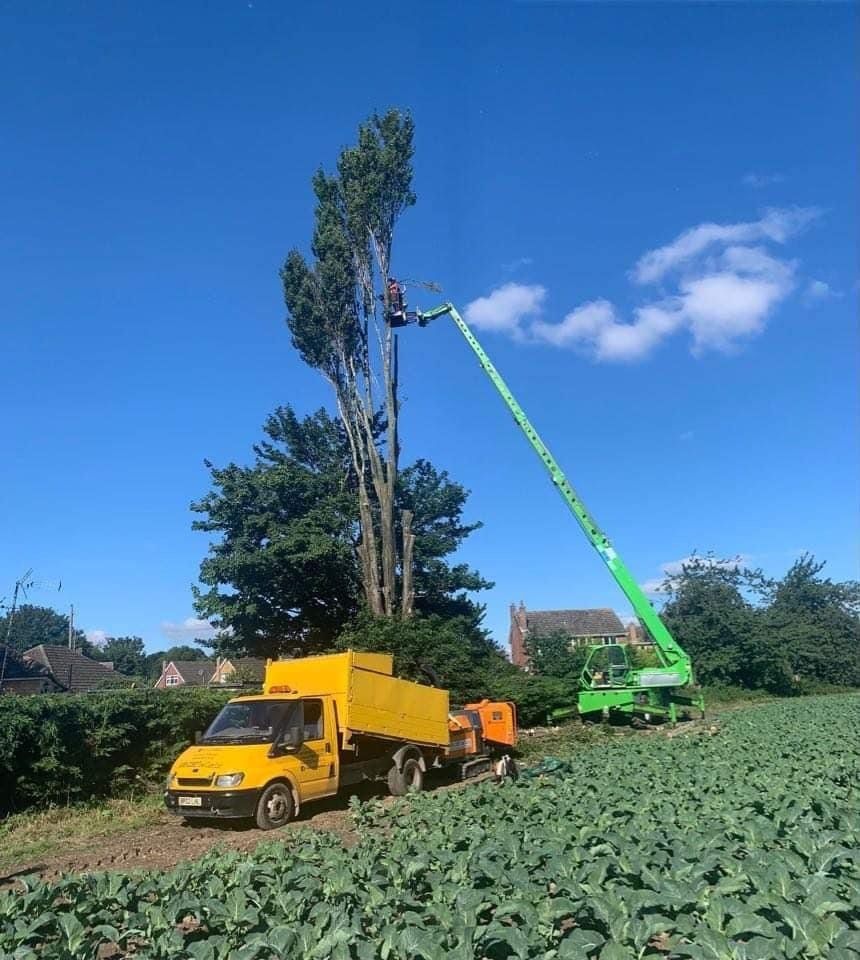 TREE CARE SERVICES