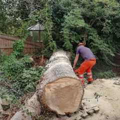 Stump removal