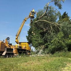 All aspects of tree work