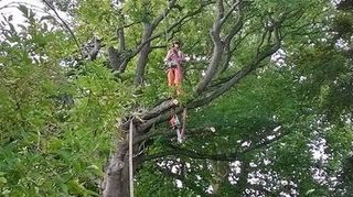 Undertaking internal decay detection, thermal imaging, climbing inspections and chlorophyll fluorescence testing on suspect trees