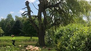 Support for tree related disputes