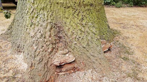 WHY STUMP REMOVAL IS IMPORTANT
