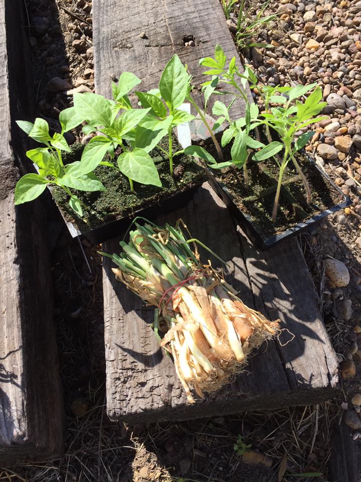 Lawn — Lawn and Garden Seeds in Corpus Christi, TX