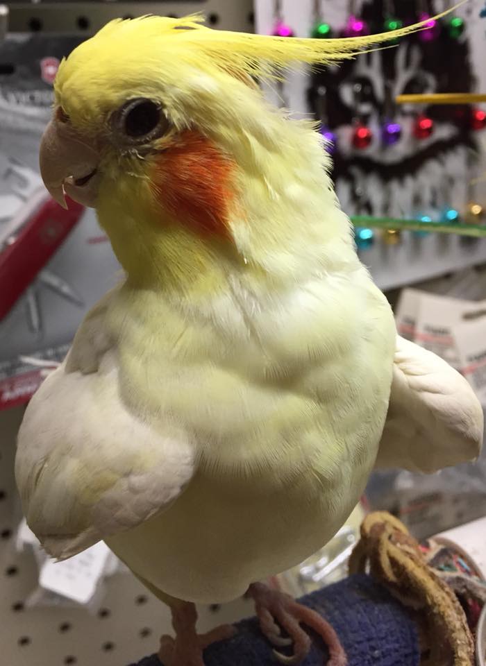 Small Animal Supplies — Bird in Corpus Christi, TX