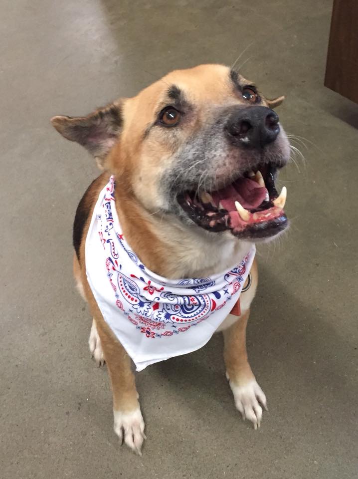 Dog Accessory — Dog with Accessory in Corpus Christi, TX
