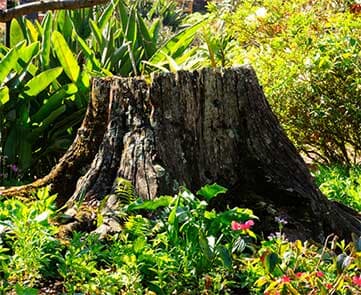 Tree Stump - stump removal in Thompsonville, IL
