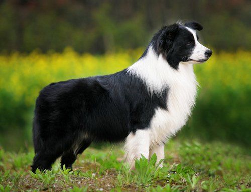 border collie en Chiapas