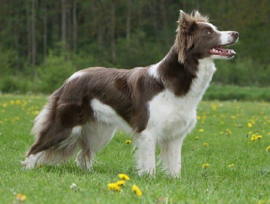 border collie en Guerrero