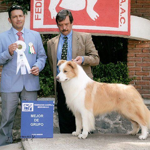 border collie en huixquilucan