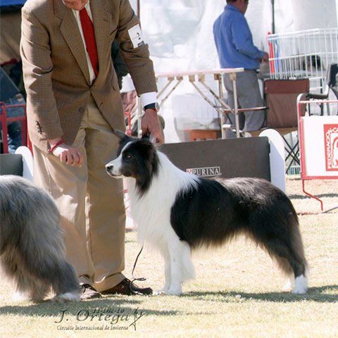 border collie en huixquilucan