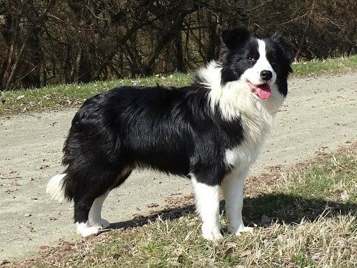 border collie en Sonora