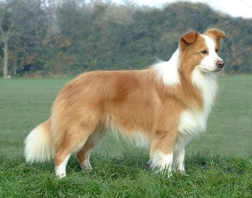 border collie en  Tuxtla Gutierrez