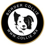 border collie  en venta