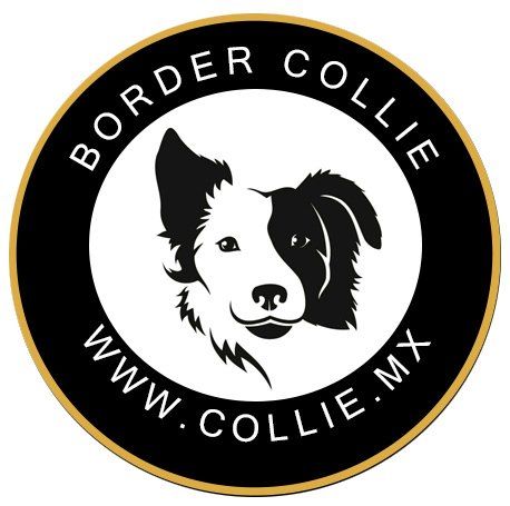 border collie  en venta