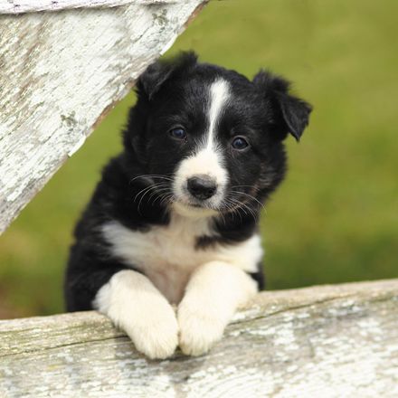border collie en venta