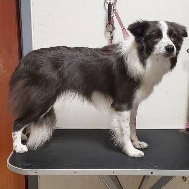 estetica canina en valle de mexico