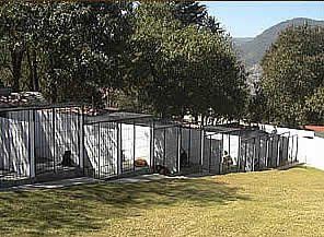 hotel canino en valle de CDMX