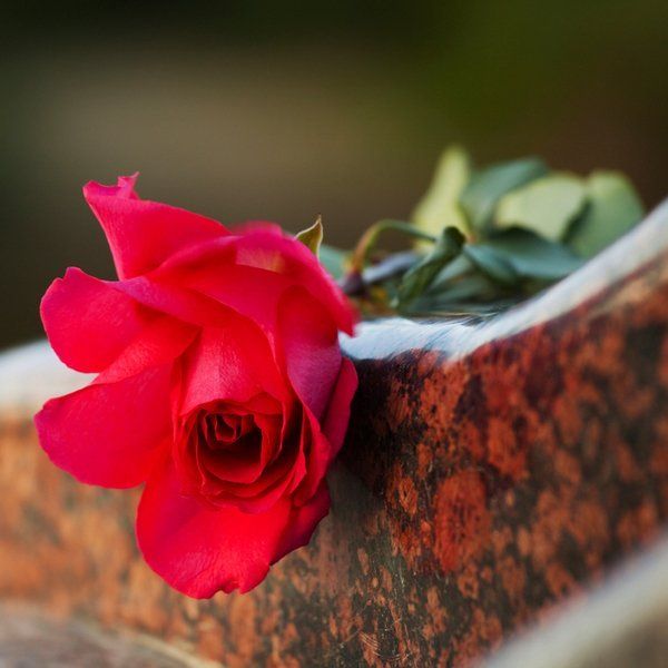 Eine rote Rose liegt auf einer Steinmauer.