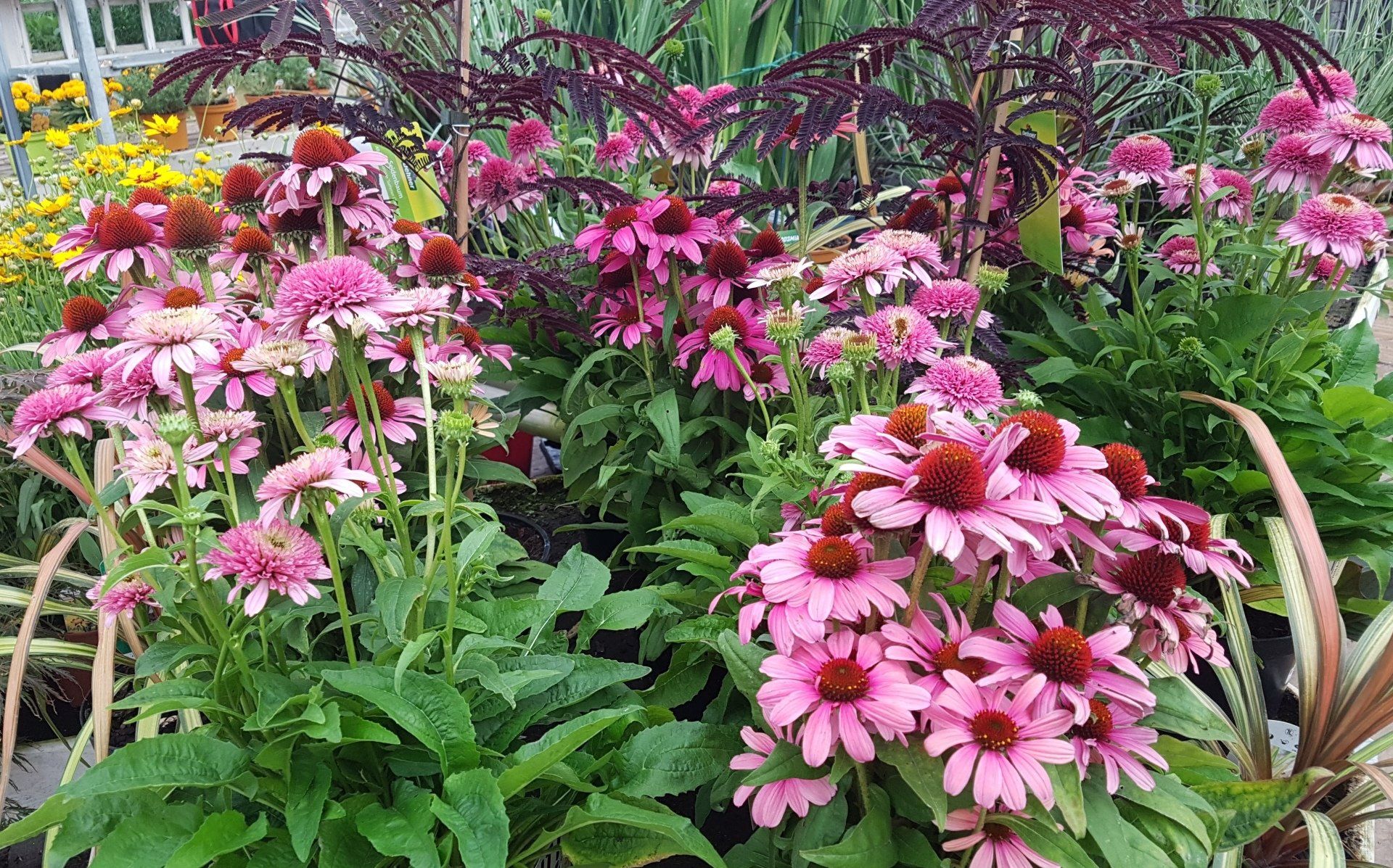Indoor and Outdoor collections