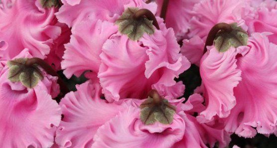 choose the right flowers