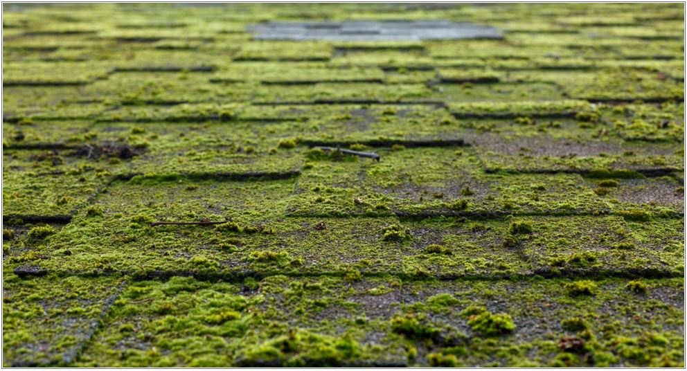 Moss On The Roof Of The House — Kansas City, KS — Ratliff Enterprises Inc.