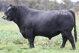 Wattletop Franklin G188 (ET)