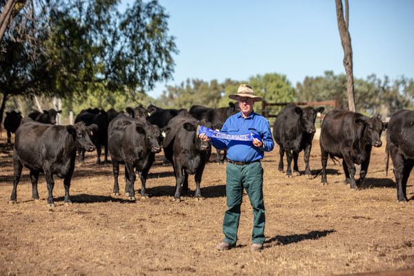 mooroobie angus at goondiwindi show