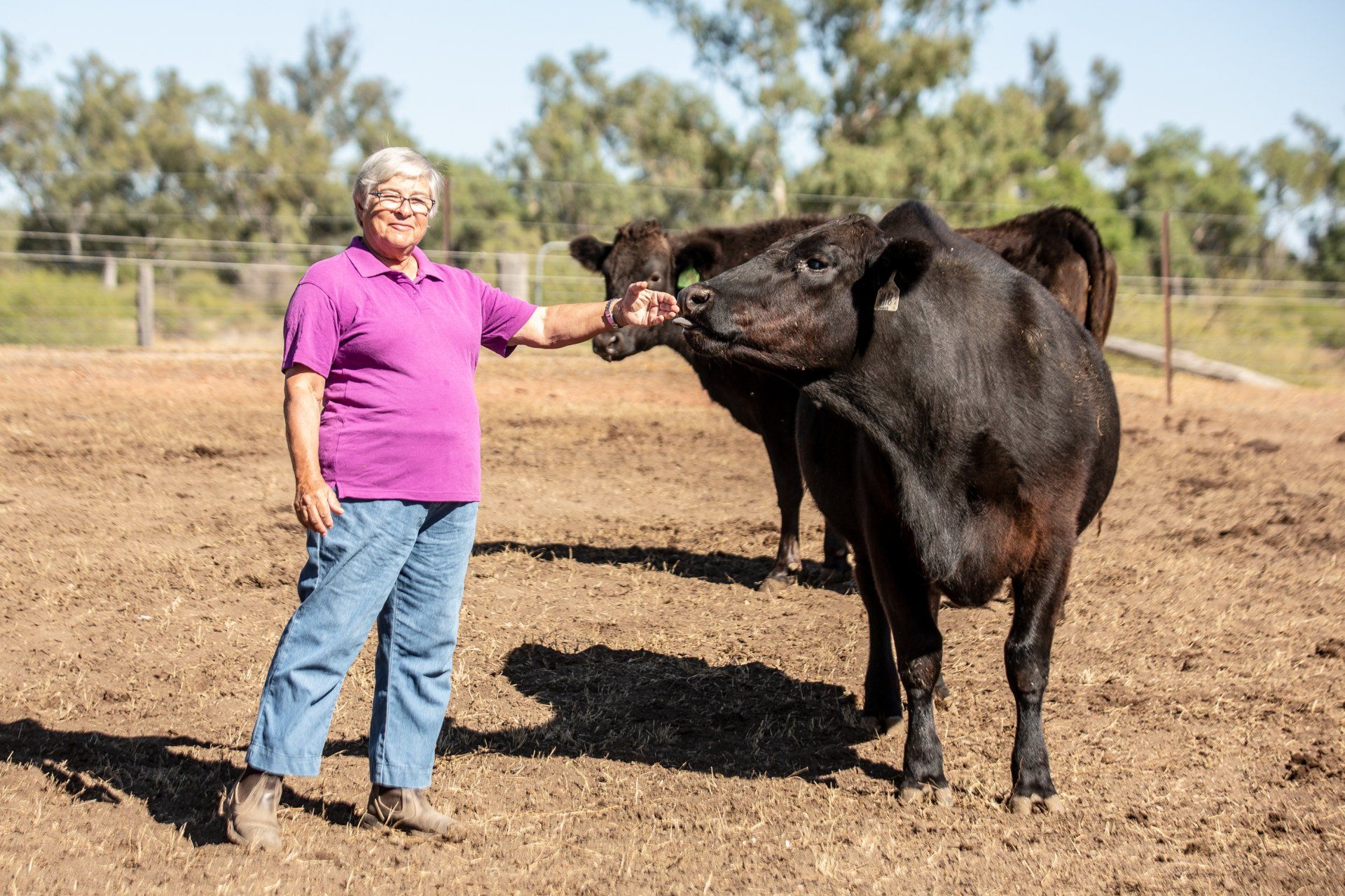 mooroobie angus husbandry