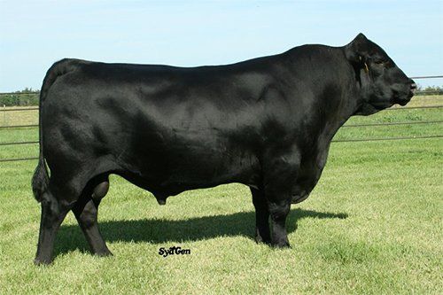 sydgen black pearl 2006