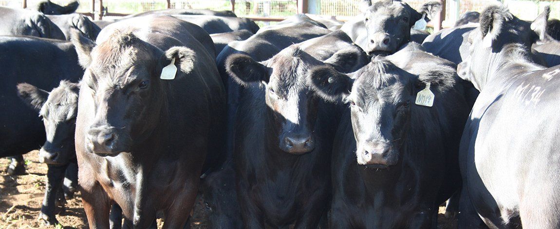 Cow Close Up