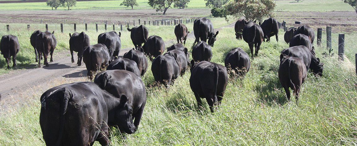 Cow Farmlands