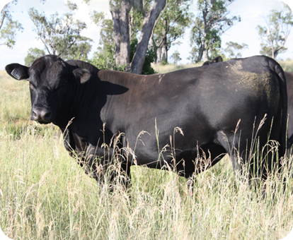 black angus bull