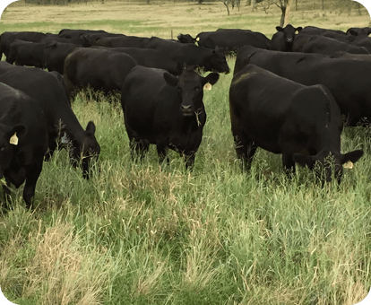 See the Genetics Information of our Angus and Wagyu Bulls herd of black angus and wagyu bulls