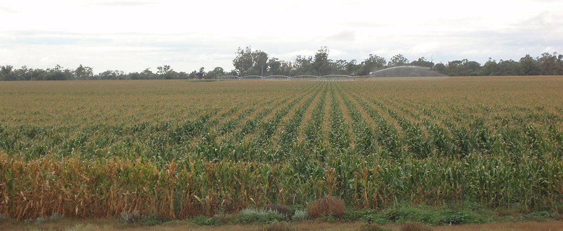Cow Farmlands