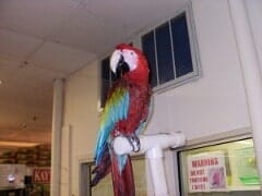 Pet Food, Pet Supplies in Rocky Point, NY