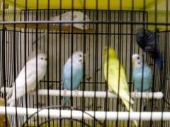 Pet Food, Pet Supplies in Rocky Point, NY